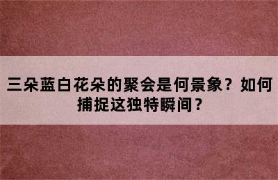 三朵蓝白花朵的聚会是何景象？如何捕捉这独特瞬间？