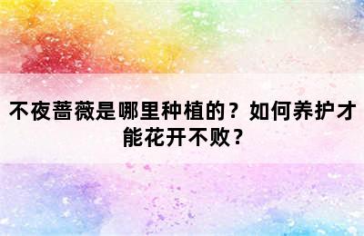 不夜蔷薇是哪里种植的？如何养护才能花开不败？