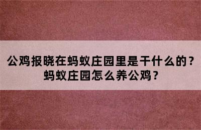 公鸡报晓在蚂蚁庄园里是干什么的？蚂蚁庄园怎么养公鸡？