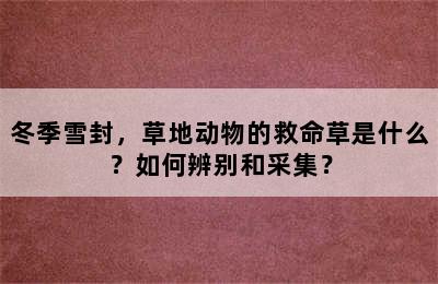 冬季雪封，草地动物的救命草是什么？如何辨别和采集？