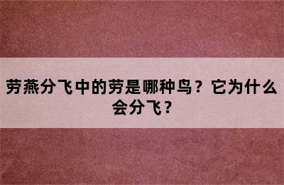 劳燕分飞中的劳是哪种鸟？它为什么会分飞？