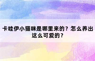 卡哇伊小猫咪是哪里来的？怎么养出这么可爱的？