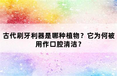 古代刷牙利器是哪种植物？它为何被用作口腔清洁？