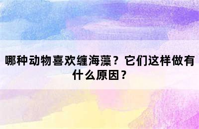 哪种动物喜欢缠海藻？它们这样做有什么原因？