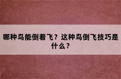 哪种鸟能倒着飞？这种鸟倒飞技巧是什么？