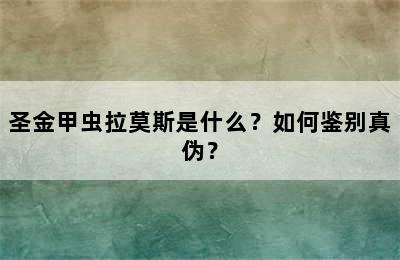 圣金甲虫拉莫斯是什么？如何鉴别真伪？