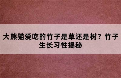 大熊猫爱吃的竹子是草还是树？竹子生长习性揭秘