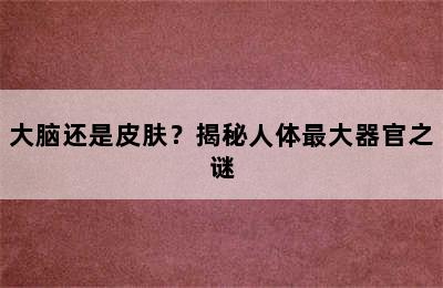 大脑还是皮肤？揭秘人体最大器官之谜