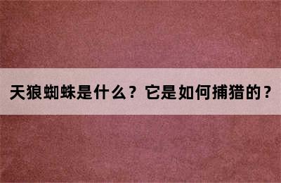 天狼蜘蛛是什么？它是如何捕猎的？