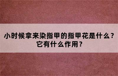 小时候拿来染指甲的指甲花是什么？它有什么作用？