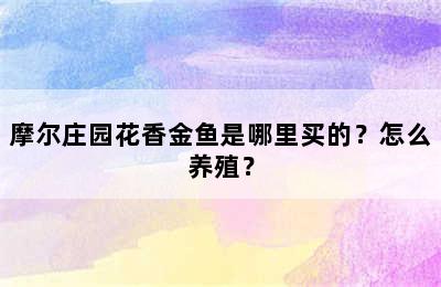 摩尔庄园花香金鱼是哪里买的？怎么养殖？