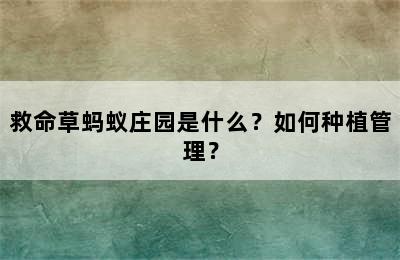 救命草蚂蚁庄园是什么？如何种植管理？