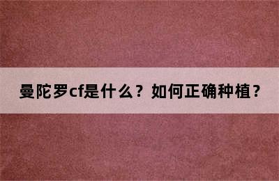 曼陀罗cf是什么？如何正确种植？