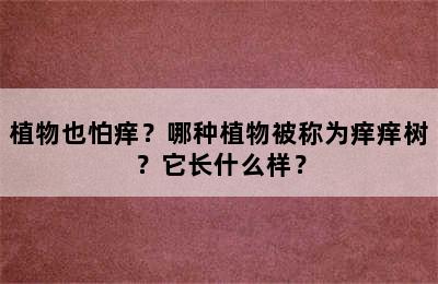 植物也怕痒？哪种植物被称为痒痒树？它长什么样？