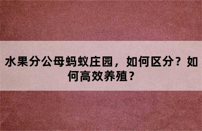 水果分公母蚂蚁庄园，如何区分？如何高效养殖？