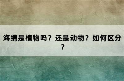 海绵是植物吗？还是动物？如何区分？