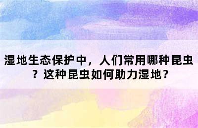 湿地生态保护中，人们常用哪种昆虫？这种昆虫如何助力湿地？