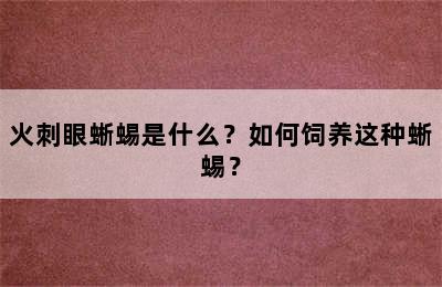 火刺眼蜥蜴是什么？如何饲养这种蜥蜴？