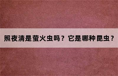 照夜清是萤火虫吗？它是哪种昆虫？