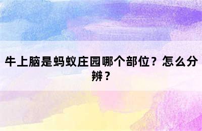 牛上脑是蚂蚁庄园哪个部位？怎么分辨？