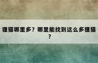 狸猫哪里多？哪里能找到这么多狸猫？