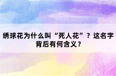 绣球花为什么叫“死人花”？这名字背后有何含义？