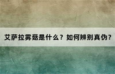 艾萨拉雾菇是什么？如何辨别真伪？