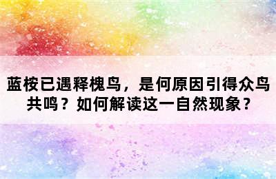 蓝桉已遇释槐鸟，是何原因引得众鸟共鸣？如何解读这一自然现象？