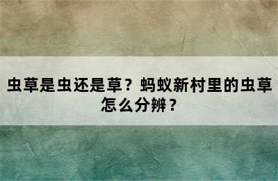 虫草是虫还是草？蚂蚁新村里的虫草怎么分辨？