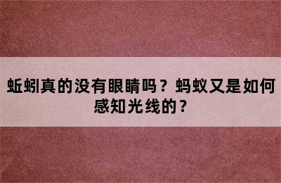 蚯蚓真的没有眼睛吗？蚂蚁又是如何感知光线的？