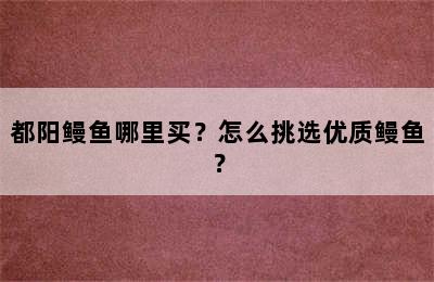 都阳鳗鱼哪里买？怎么挑选优质鳗鱼？