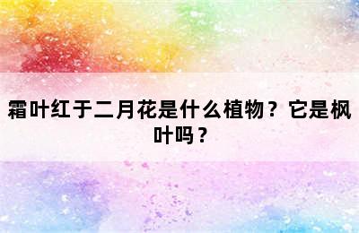 霜叶红于二月花是什么植物？它是枫叶吗？