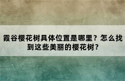 霞谷樱花树具体位置是哪里？怎么找到这些美丽的樱花树？