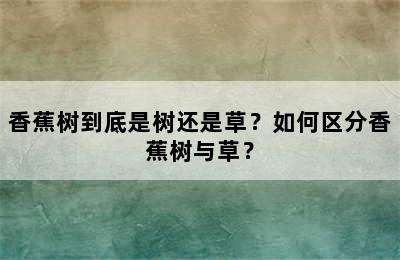 香蕉树到底是树还是草？如何区分香蕉树与草？