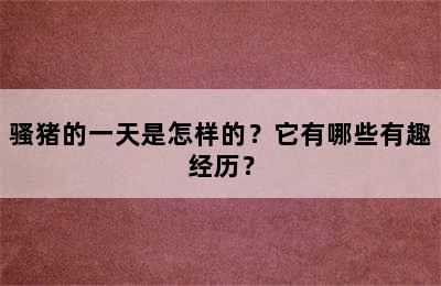 骚猪的一天是怎样的？它有哪些有趣经历？