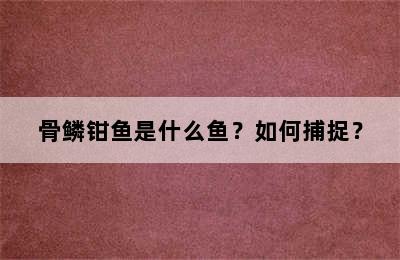 骨鳞钳鱼是什么鱼？如何捕捉？