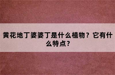 黄花地丁婆婆丁是什么植物？它有什么特点？