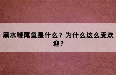 黑水鞭尾鱼是什么？为什么这么受欢迎？