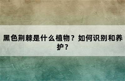 黑色荆棘是什么植物？如何识别和养护？