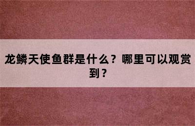 龙鳞天使鱼群是什么？哪里可以观赏到？